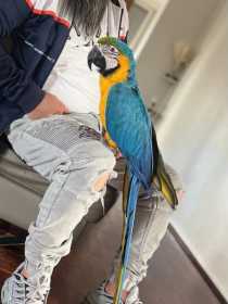 Lost Macaw