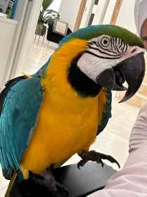 Lost Macaw