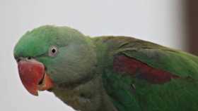 Lost Alexandrine