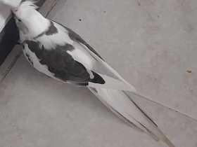 Lost Cockatiel