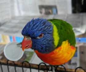 Lost Lory / Lorikeet