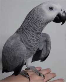 Lost African Grey