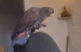 Lost Pionus