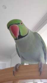 Lost Indian Ringneck Parakeet