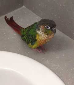 Lost Conure