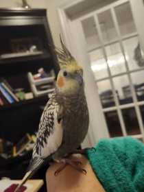 Lost Cockatiel