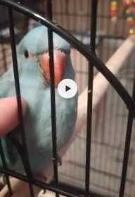 Lost Indian Ringneck Parakeet