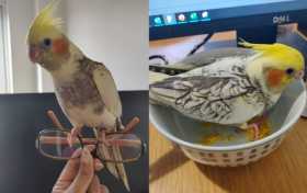 Lost Cockatiel