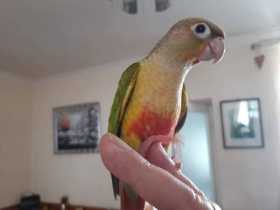 Lost Conure