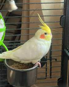 Lost Cockatiel