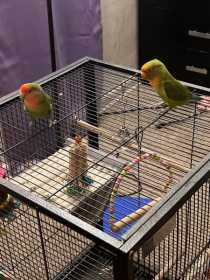 Lost Lovebird