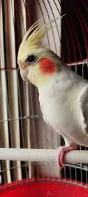 Lost Cockatiel