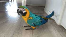 Lost Macaw