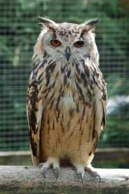 Lost Owl