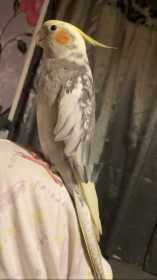 Lost Cockatiel