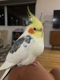 Lost Cockatiel