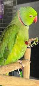Lost Indian Ringneck Parakeet