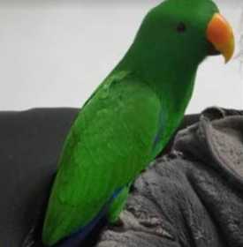 Lost Eclectus