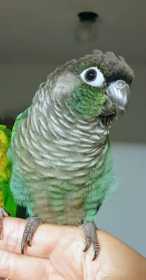Lost Conure
