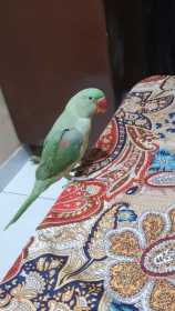 Lost Alexandrine