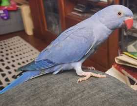 Lost Indian Ringneck Parakeet