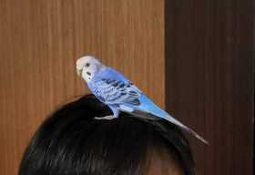 Lost Budgerigar