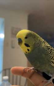 Lost Budgerigar