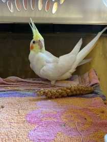 Lost Cockatiel