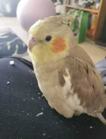 Lost Cockatiel