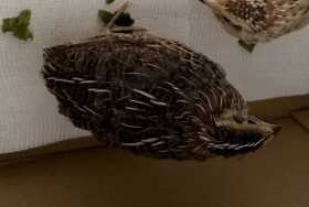 Lost Quail