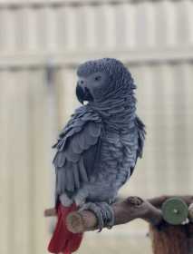 Lost African Grey