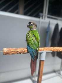 Lost Conure