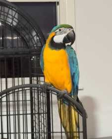 Lost Macaw