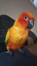Lost Conure