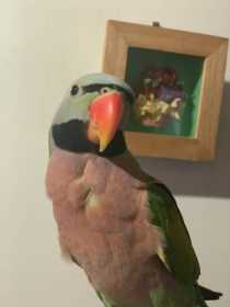 Lost Mustached / Moustached Parakeet