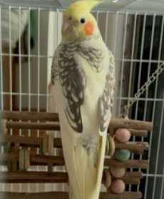 Lost Cockatiel