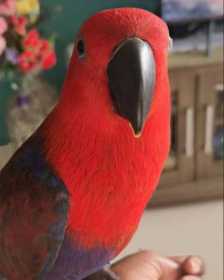 Lost Eclectus