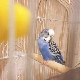 Lost Budgerigar