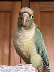 Lost Conure