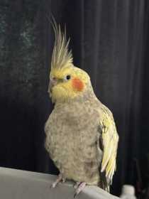 Lost Cockatiel