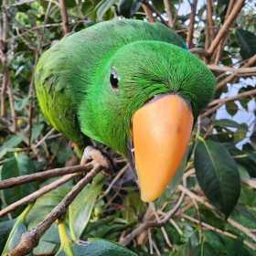 Lost Eclectus