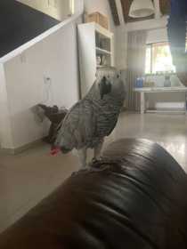 Lost African Grey