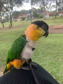 Lost Caique