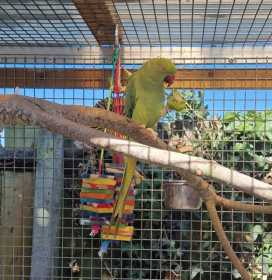 Lost Indian Ringneck Parakeet