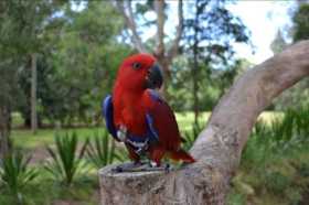 Lost Eclectus