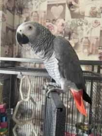 Lost African Grey