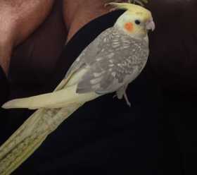 Lost Cockatiel
