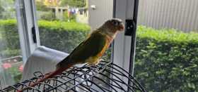Lost Conure