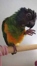 Lost Senegal