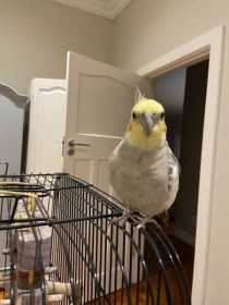 Lost Cockatiel